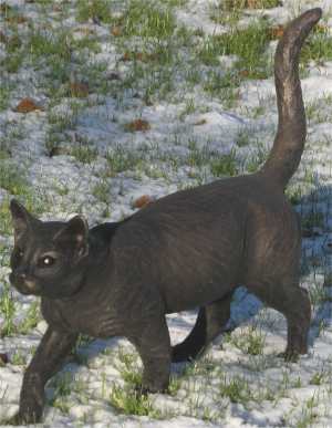 suzie_marsh_ben_walking_cat_L